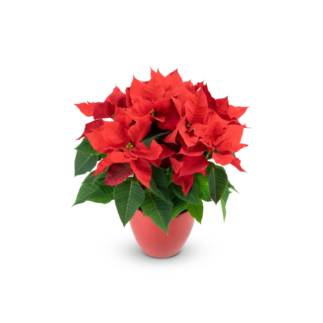 Poinsettia